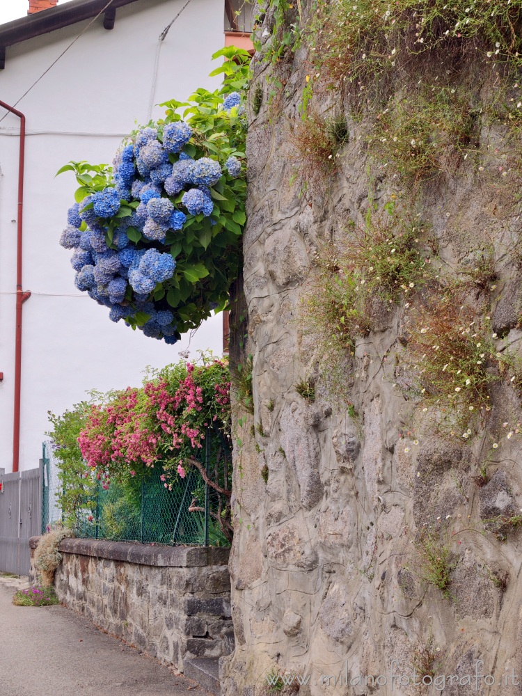 Valmosca fraction of Campiglia Cervo (Biella, Italy) - Summer colors in the  street of the village